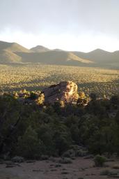 A carpet of pinyon [fri may 26 20:40:35 mdt 2017]